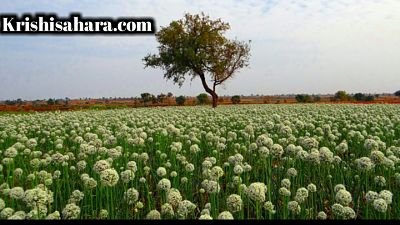 Onion cultivation