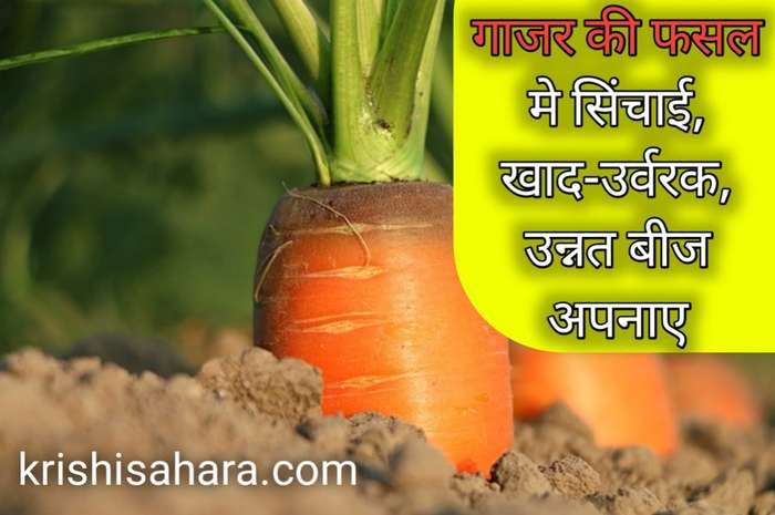 Weed control in carrot cultivation